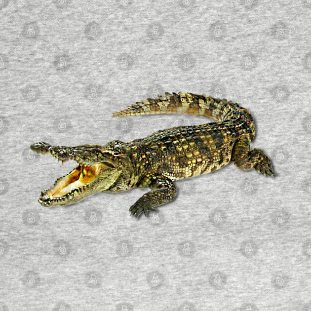 Small crocodile by antaris